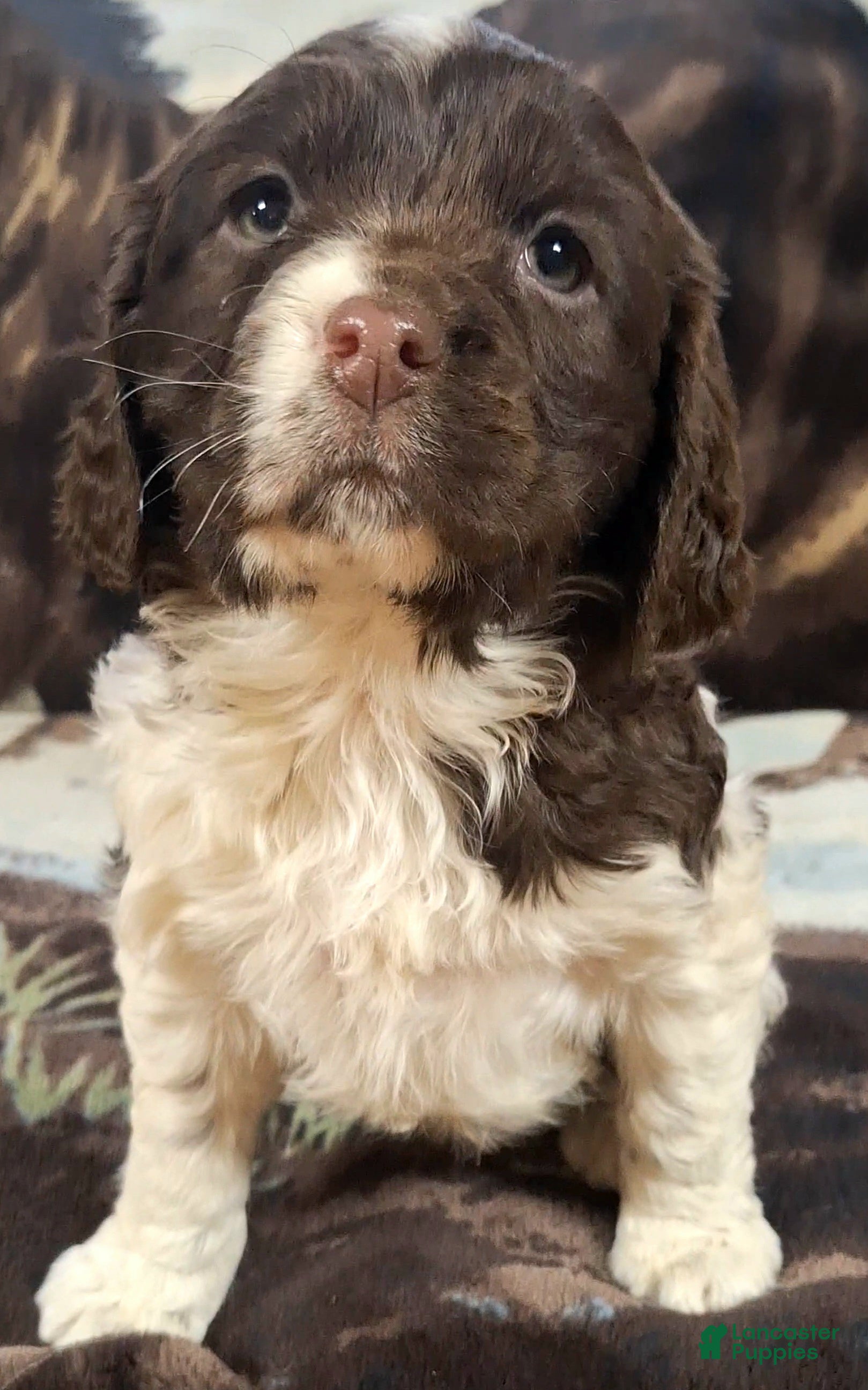 English Springer Spaniel dogs Buttercup  - Ad 17
