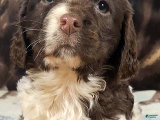 English Springer Spaniel dogs Buttercup - Ad 17