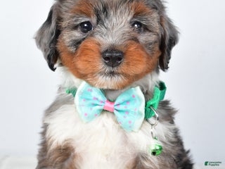 Mini Aussiedoodle dogs - Ad 8