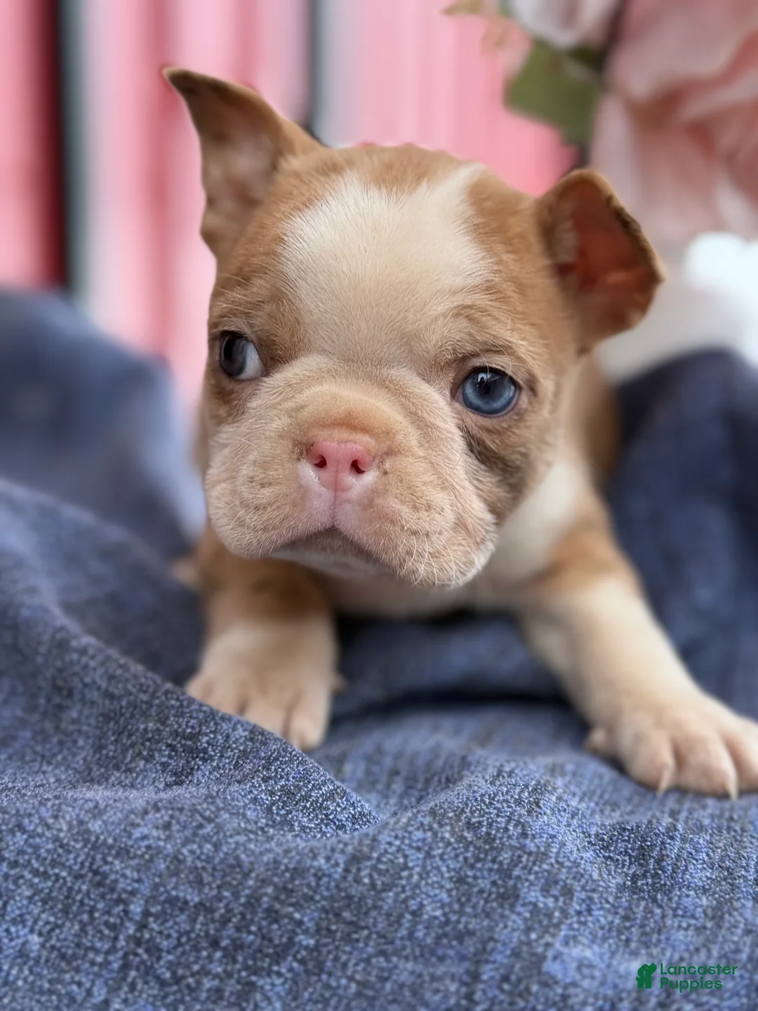 Boston Terrier dogs for sale: Billy - Ad 2