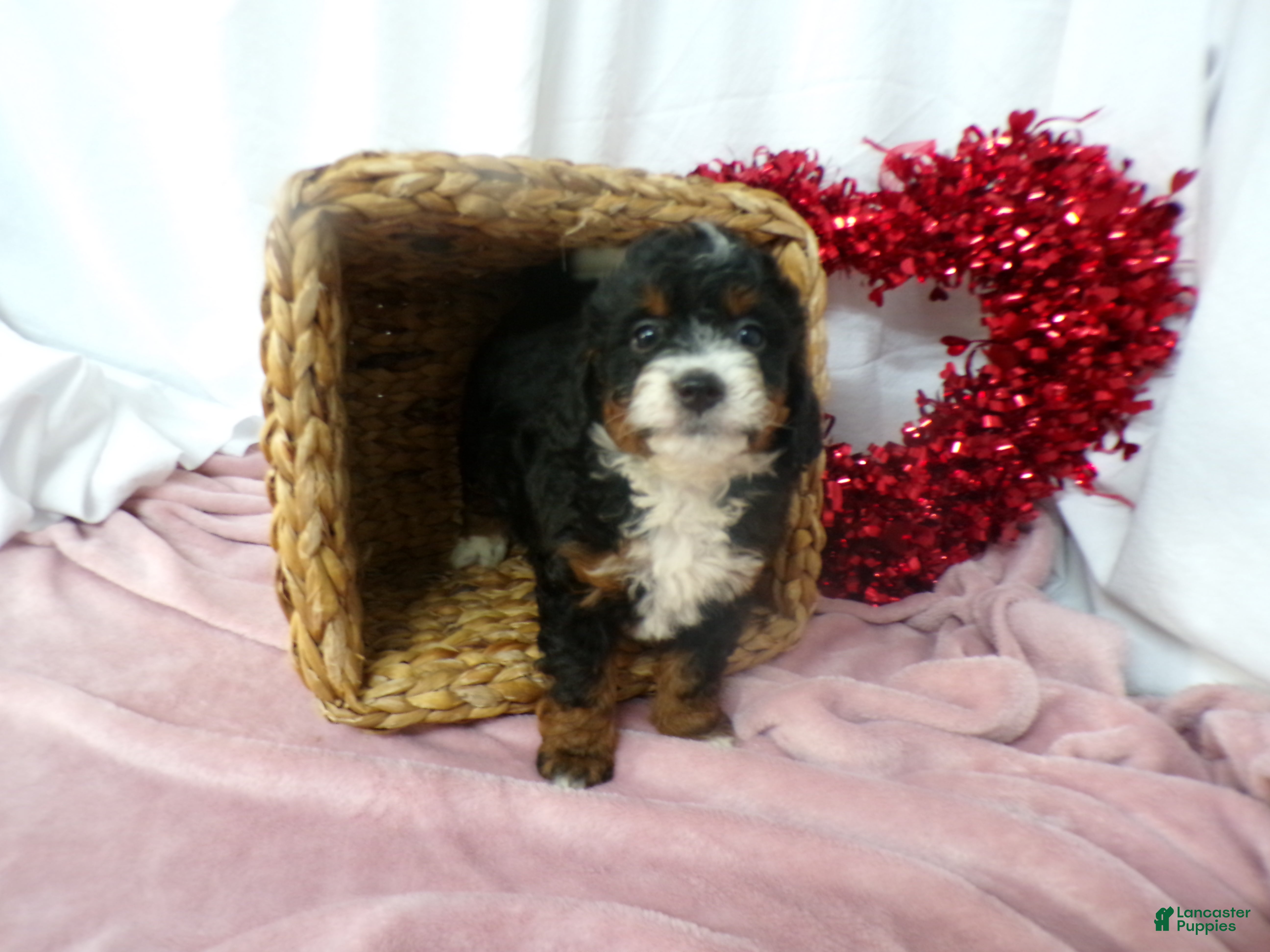 Mini Bernedoodle dogs Aerie - Ad 2