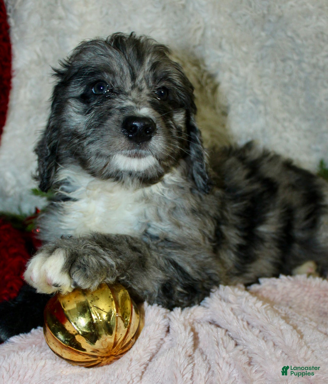 Bernedoodle dogs for sale: Daisy  - Ad 1