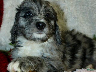 Bernedoodle dogs Daisy - Ad 16