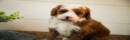 Miniature Poodle dogs for sale: Rick - Ad 7