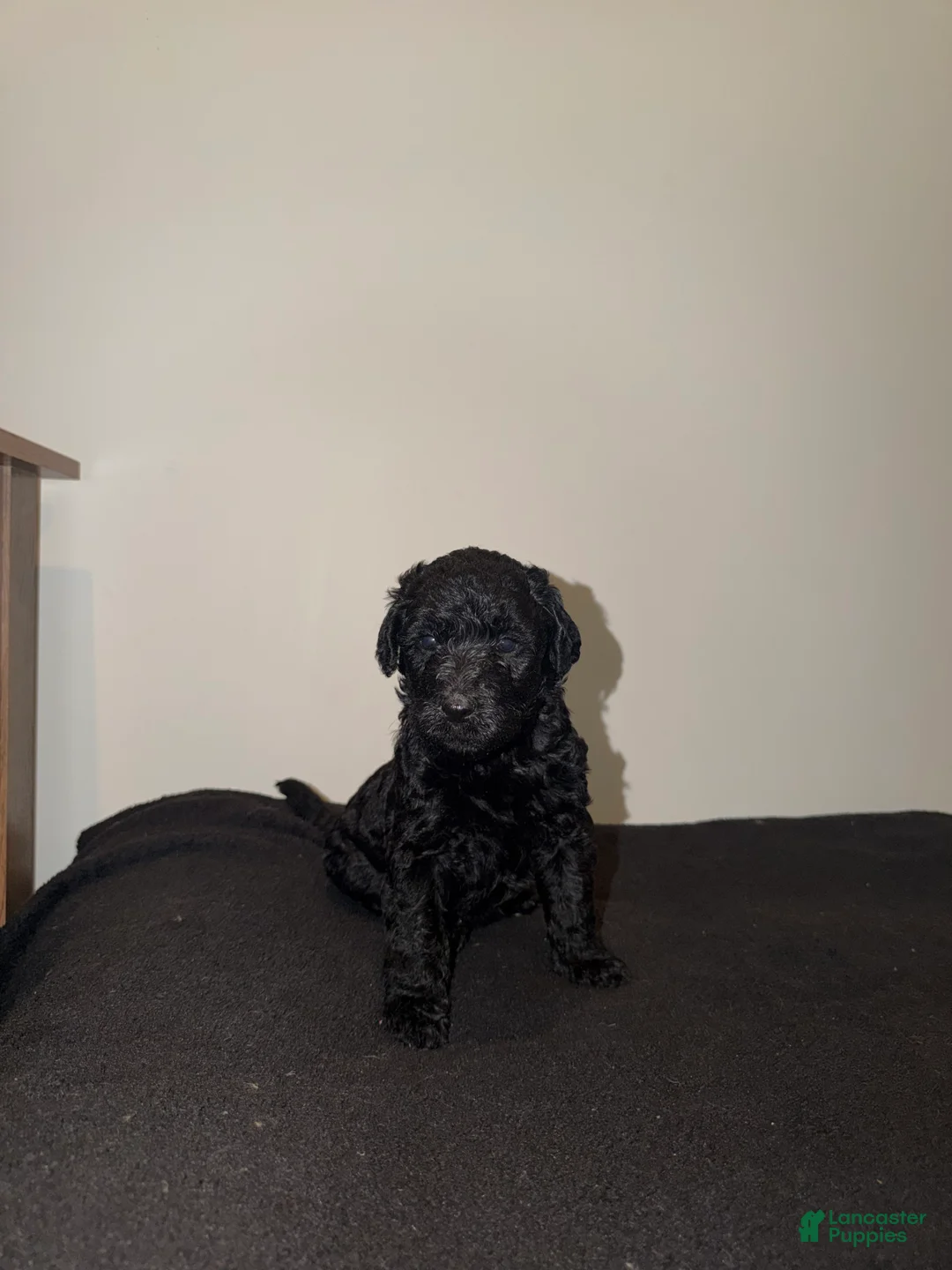 Labradoodle dogs for sale: Laila  - Ad 2