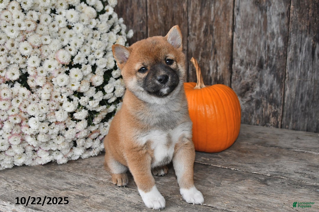 Shiba Inu dogs for sale: Jewel - Ad 10