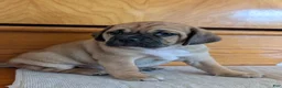 Puggle dogs for sale: Chance  - Ad 9