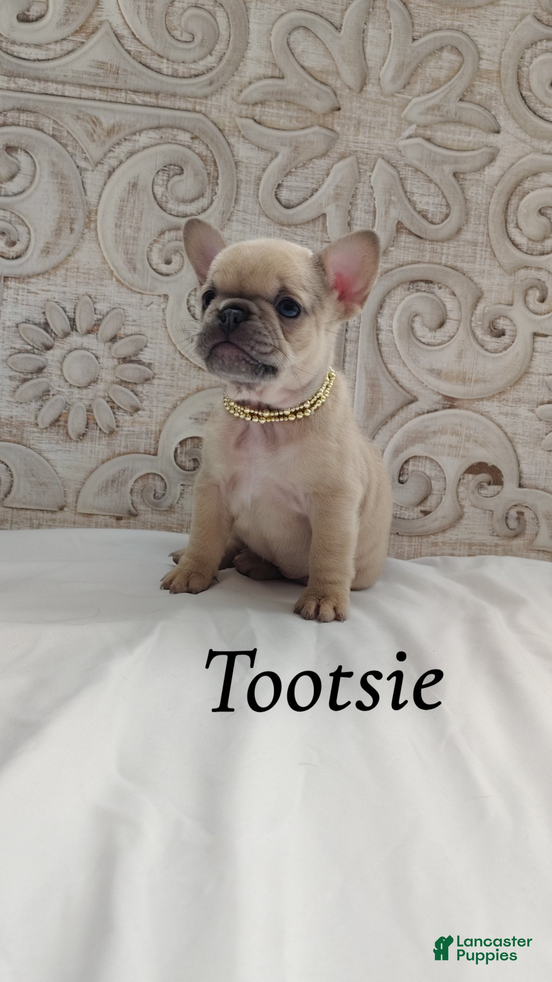 French Bulldog dogs for sale: Tootsie  - Ad 3