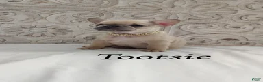 Tootsie 