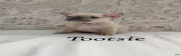 French Bulldog dogs for sale: Tootsie  - Ad 1