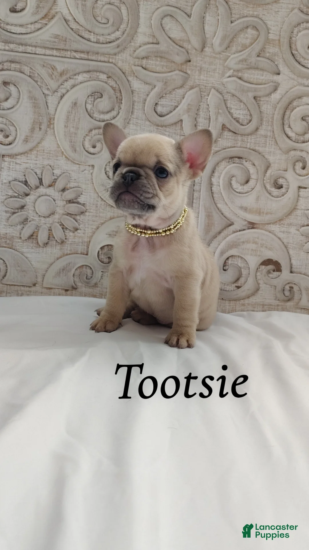French Bulldog dogs for sale: Tootsie  - Ad 1