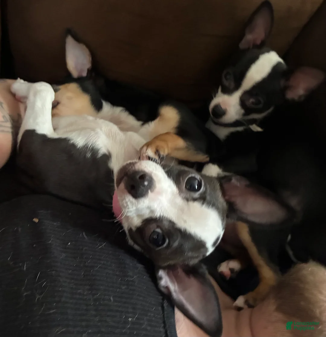 Chihuahua dogs for sale: Chihuahua Puppy 3 - Ad 1