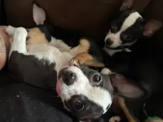 Chihuahua dogs Chihuahua Puppy 3 - Ad 25