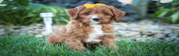 Cavapoo dogs for sale: MAXY - Ad 4