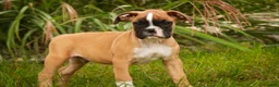 Boxer dogs for sale: Huck - Ad 3