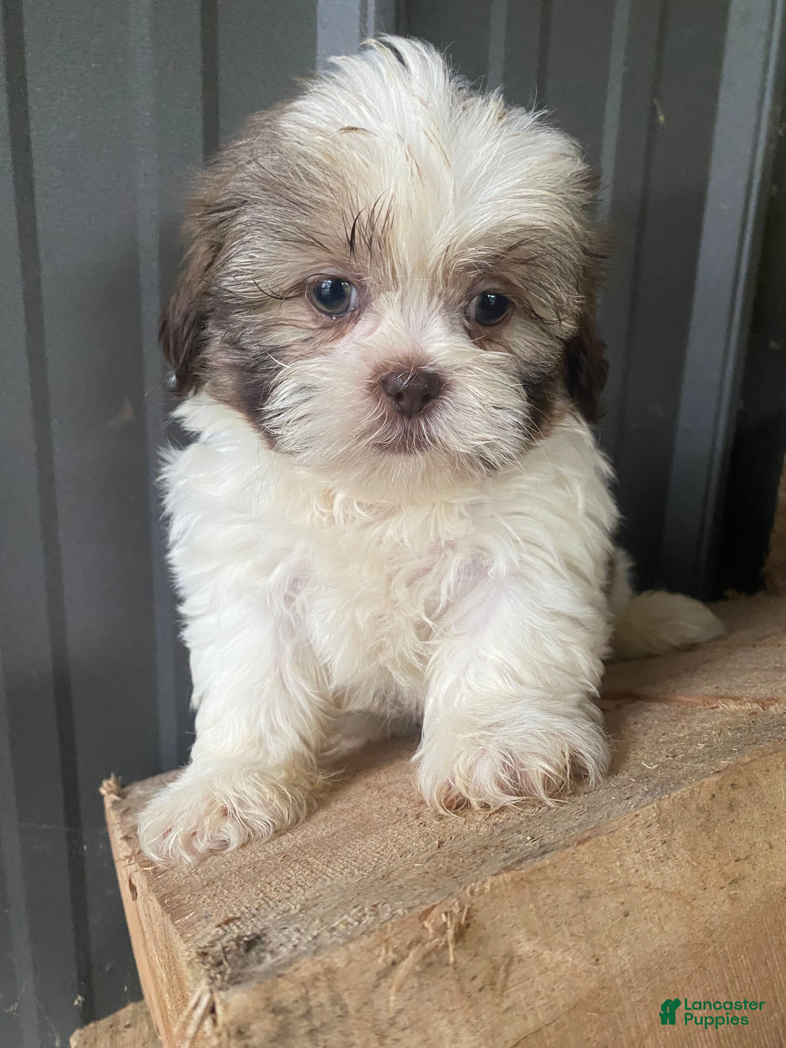 Shih Tzu dogs Ginger - Ad 1