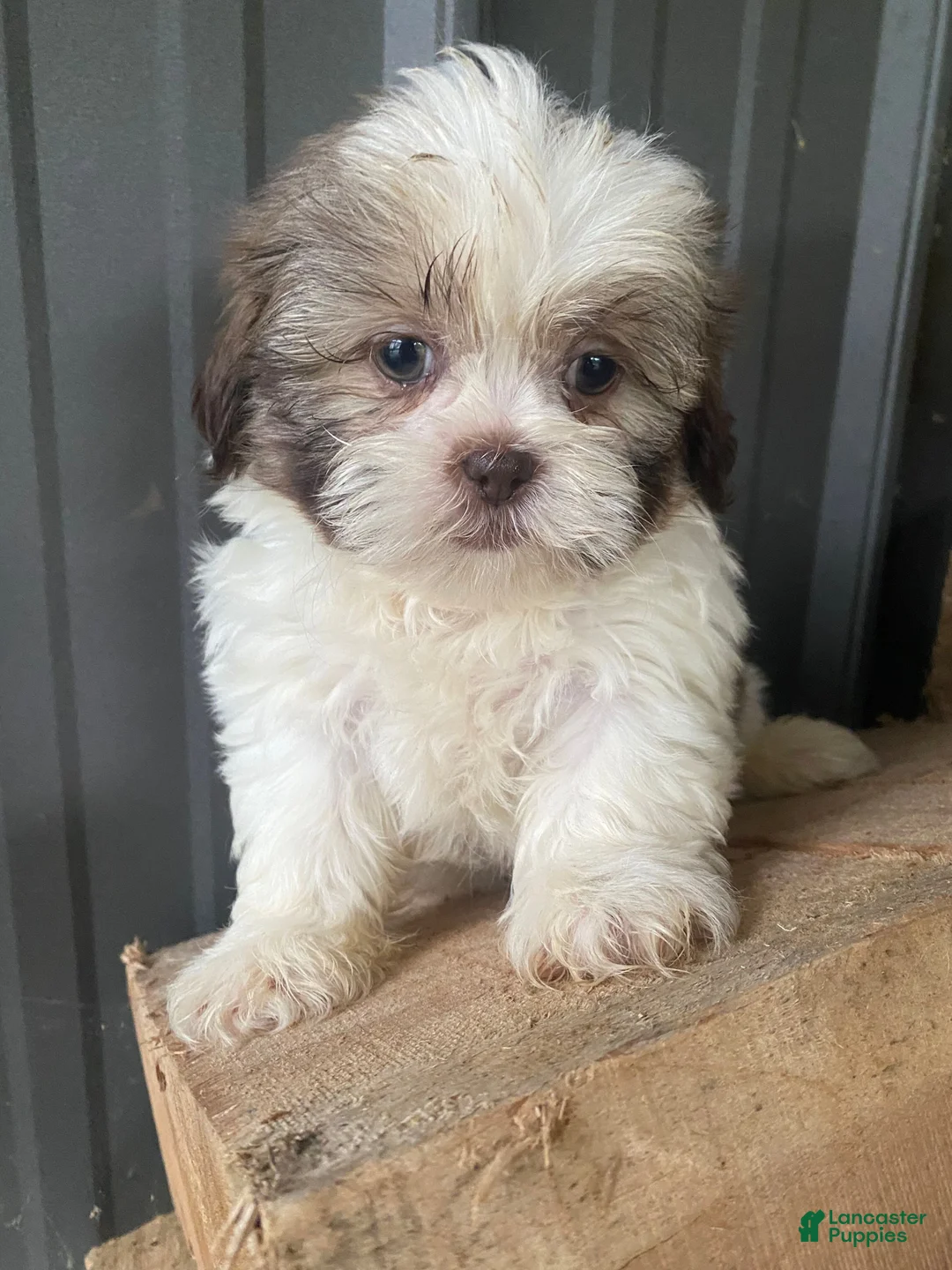 Shih Tzu dogs for sale: Ginger - Ad 1