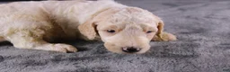 Standard Poodle dogs for sale: Waylon J - Ad 6