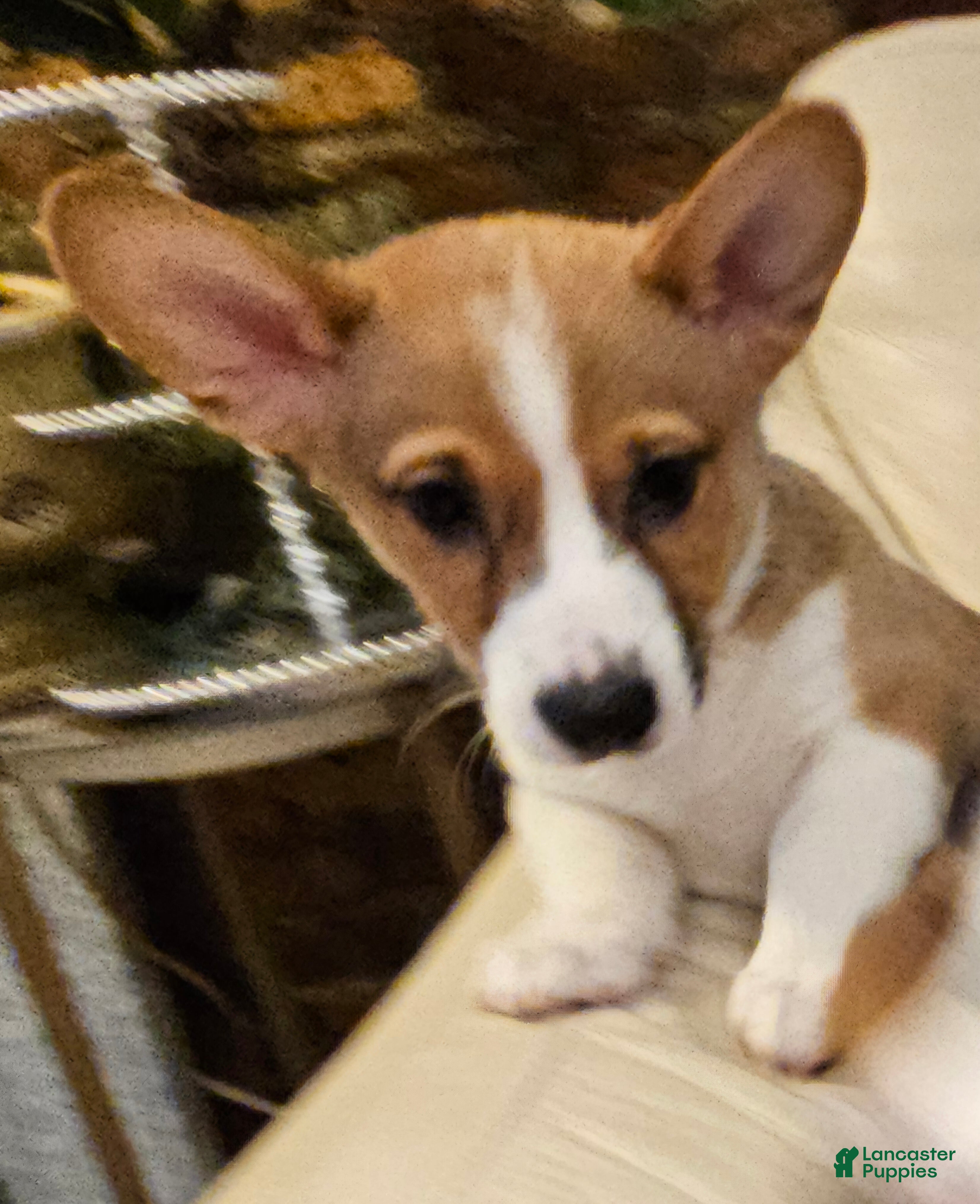 Mixed Breed dogs Jasper - Ad 2