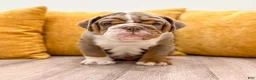 English Bulldog dogs for sale: Enzo - Ad 1
