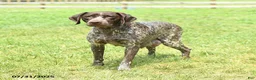 German Shorthaired Pointer dogs for sale: Token - Ad 6