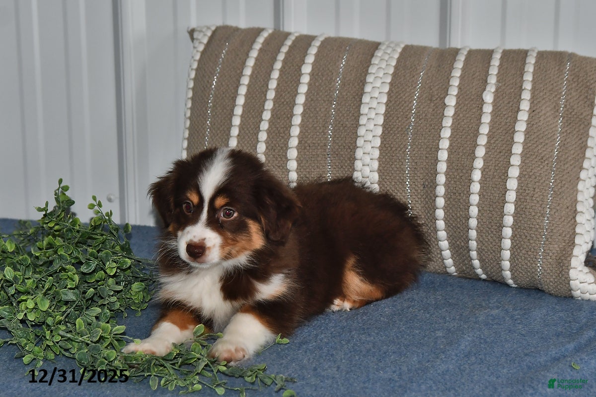 Miniature Australian Shepherd dogs Dottie - Ad 24