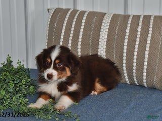 Miniature Australian Shepherd dogs Dottie - Ad 24