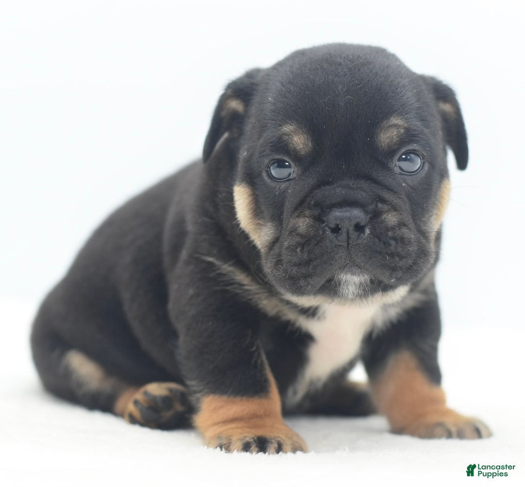 Mixed Breed dogs for sale: Knox tricolor bully puppy  - Ad 12
