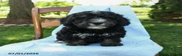 Mini Bernedoodle dogs for sale: Cindy - Ad 8