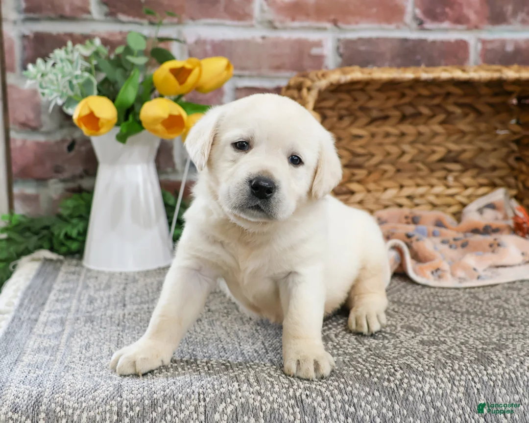 Labrador Retriever dogs for sale: Julian  - Ad 1