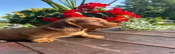 Miniature Dachshund dogs for sale: Tanner - Ad 6