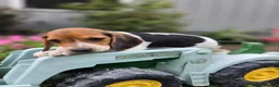 Beagle dogs for sale: Delilah - Ad 3