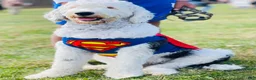Sheepadoodle dogs for sale: Oreo - Ad 9