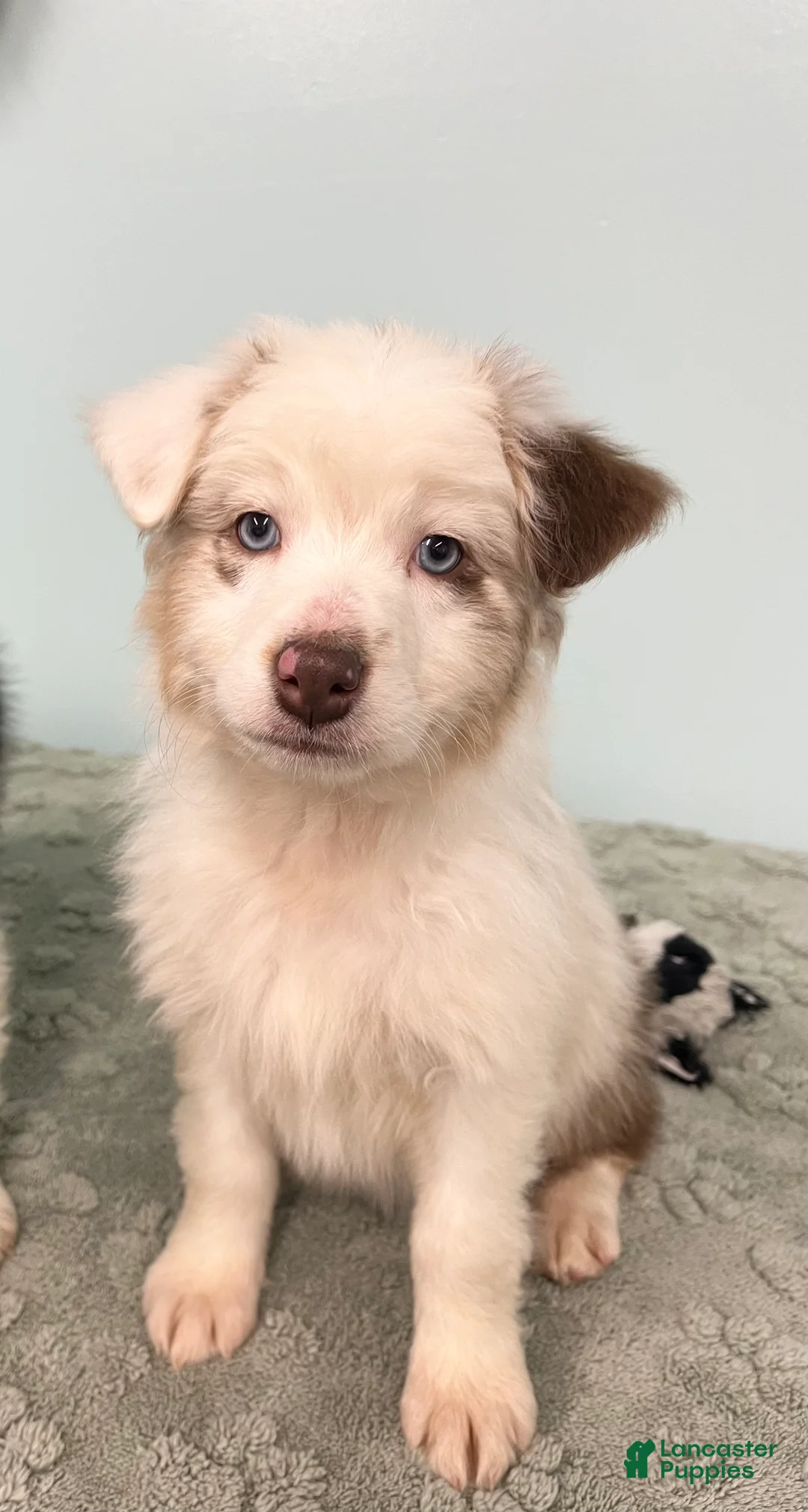 Australian Shepherd dogs for sale: Connie  - Ad 1