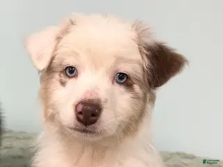 Australian Shepherd dogs Connie - Ad 1