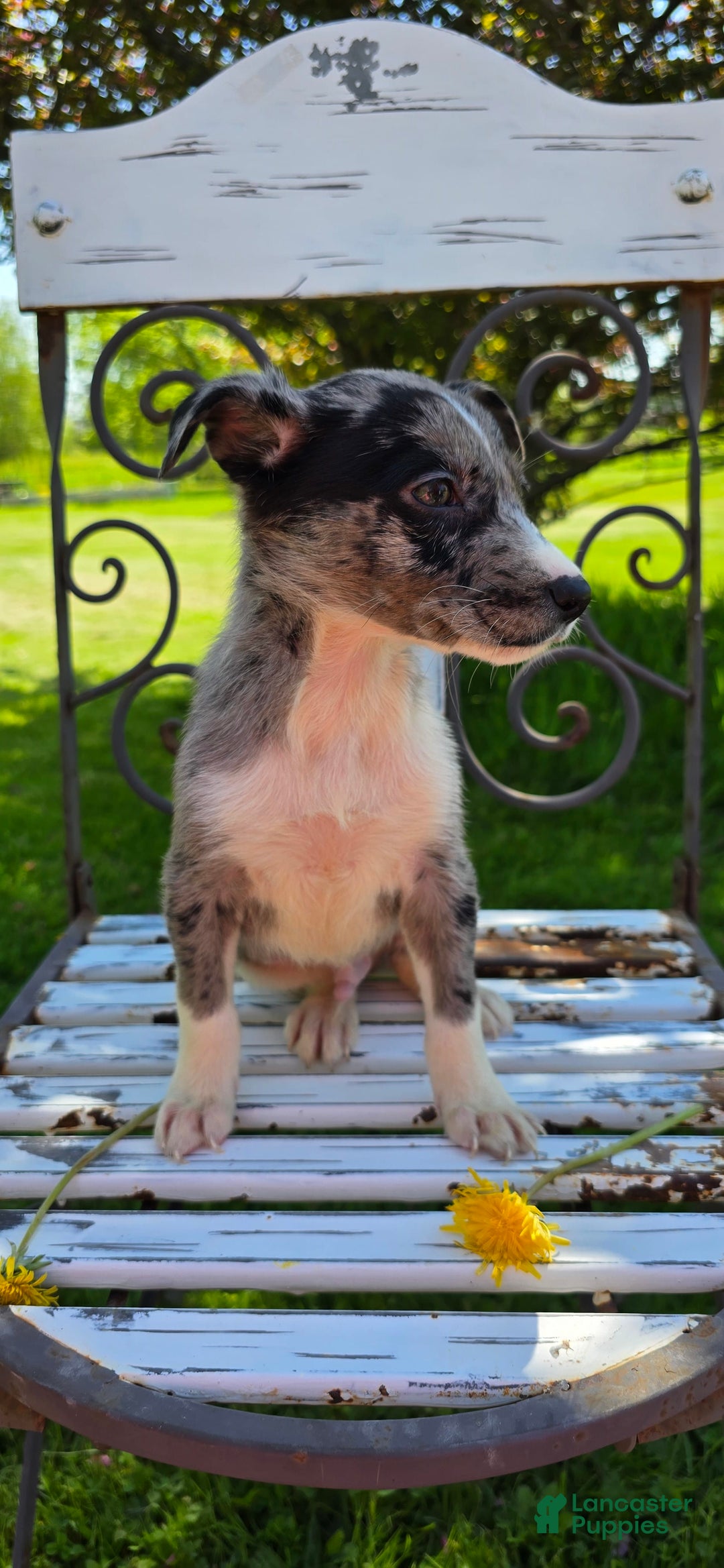 Mixed Breed dogs for sale: Rocky - Ad 6