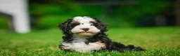 Bernedoodle dogs for sale: Ace - Ad 5