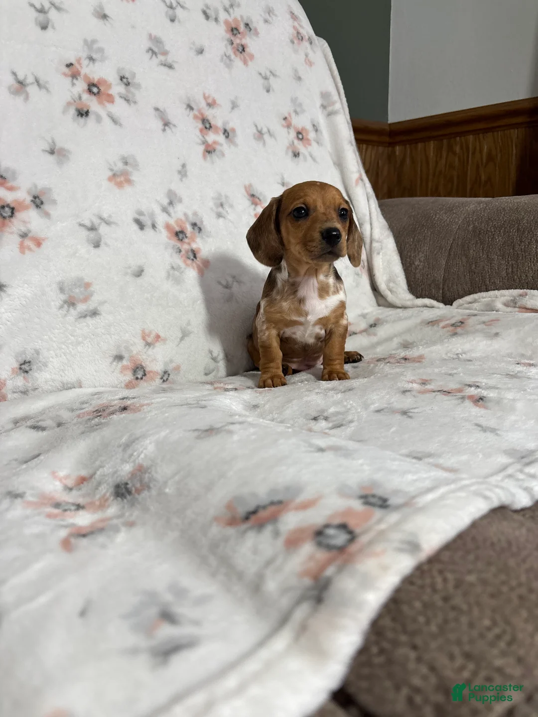 Miniature Dachshund dogs for sale: Miniature Dachshund Puppy 2 - Ad 3