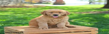 Maple  