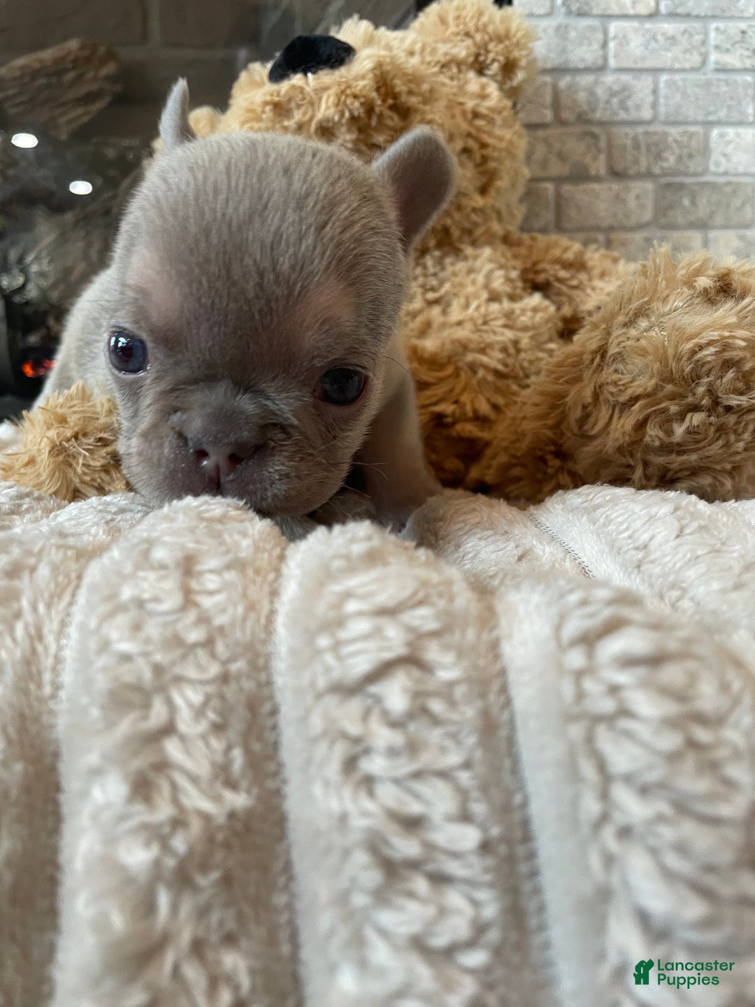 French Bulldog dogs for sale: Everest - Ad 9