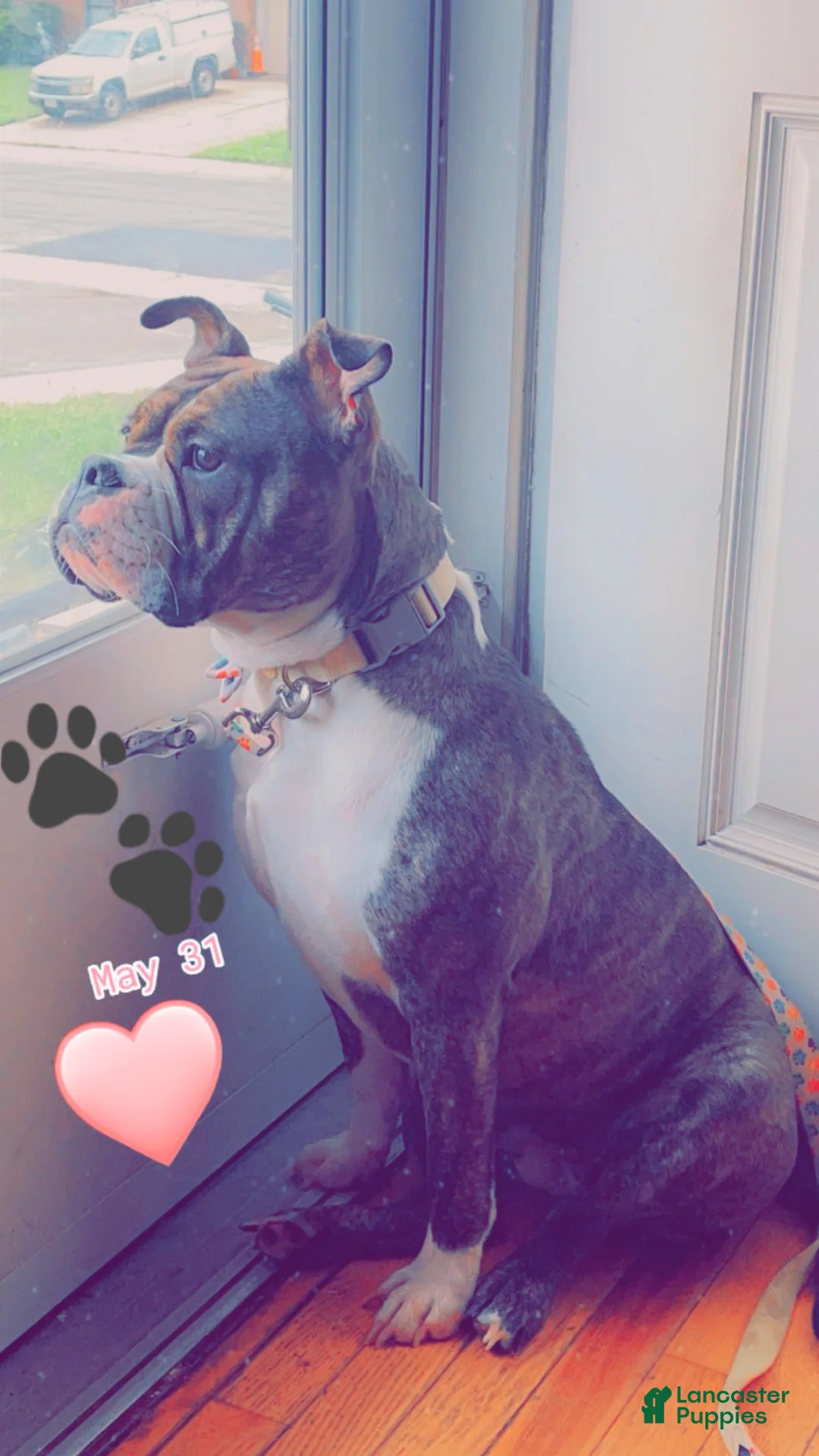 Mixed Breed dogs for sale: Athena  - Ad 2