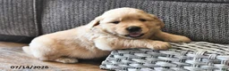 Golden Retriever dogs for sale: Zilla - Ad 3