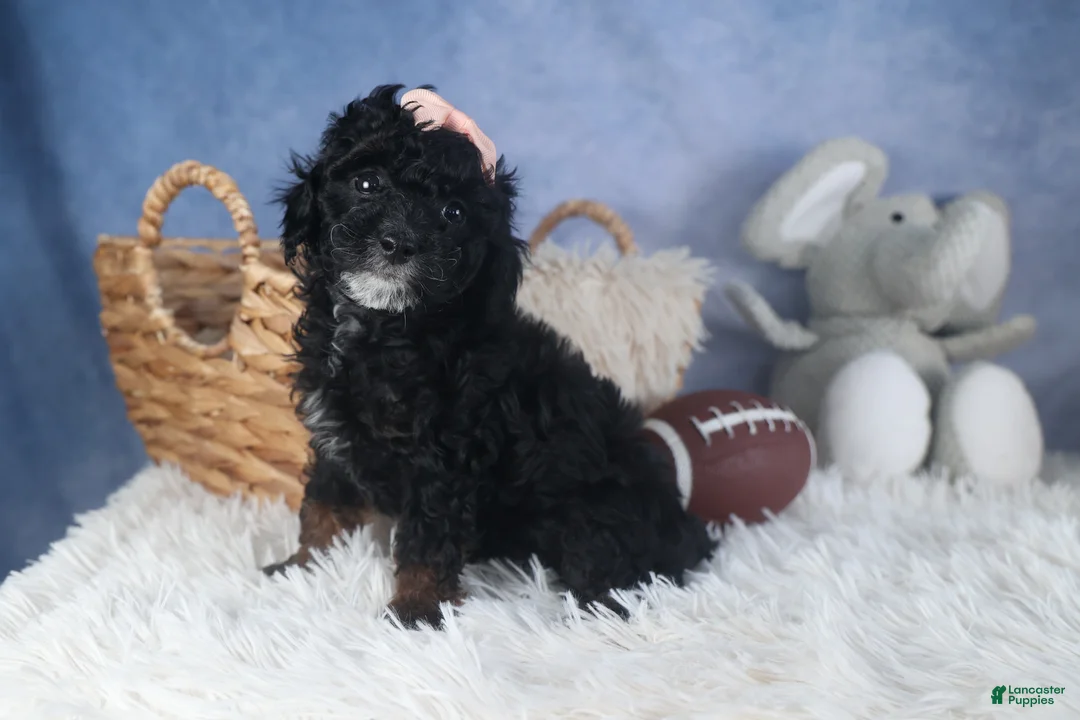 Miniature Poodle dogs for sale: Regan - Ad 3