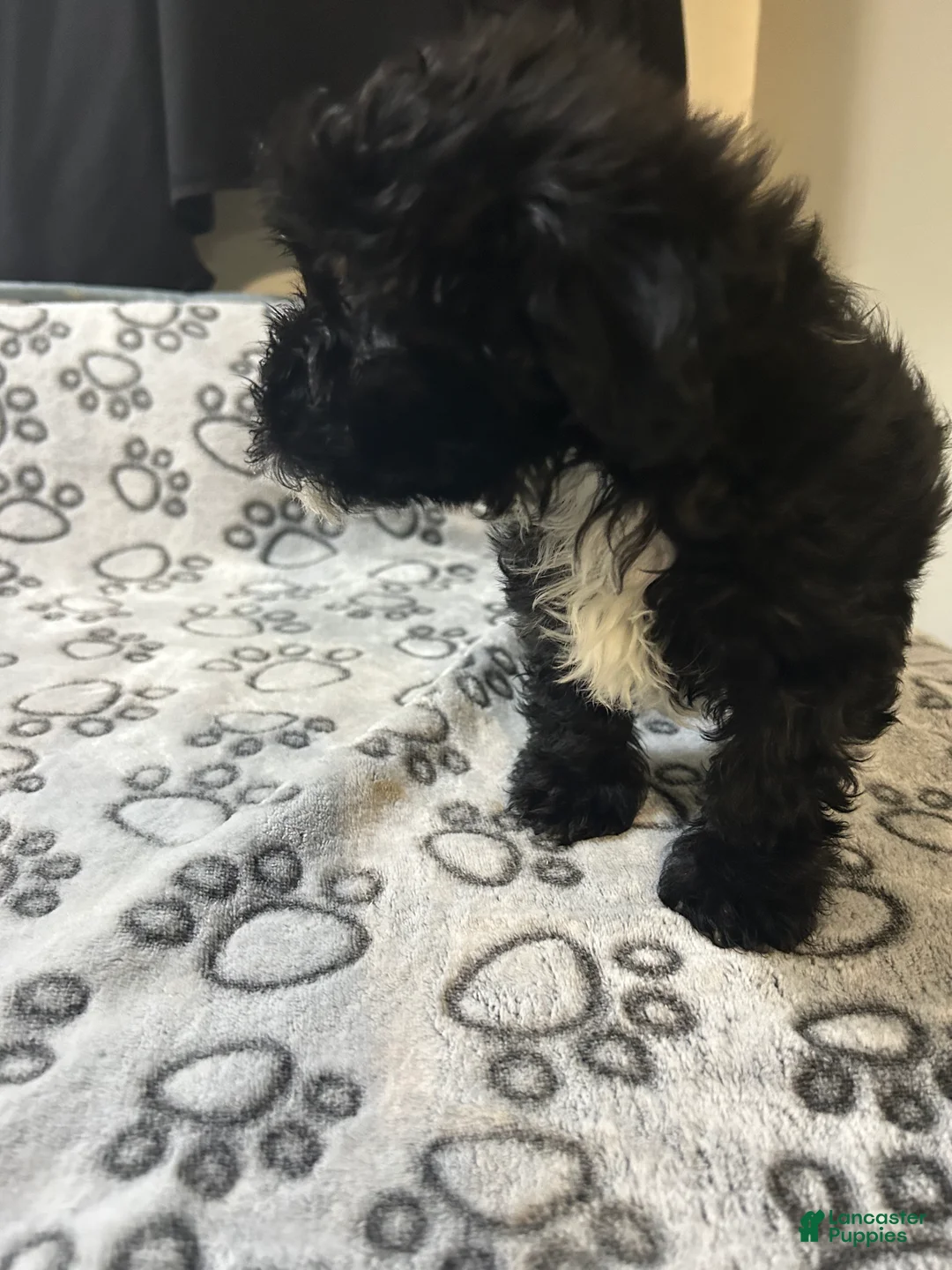 Yorkiepoo dogs for sale: Yorkiepoo Puppy 1 - Ad 4