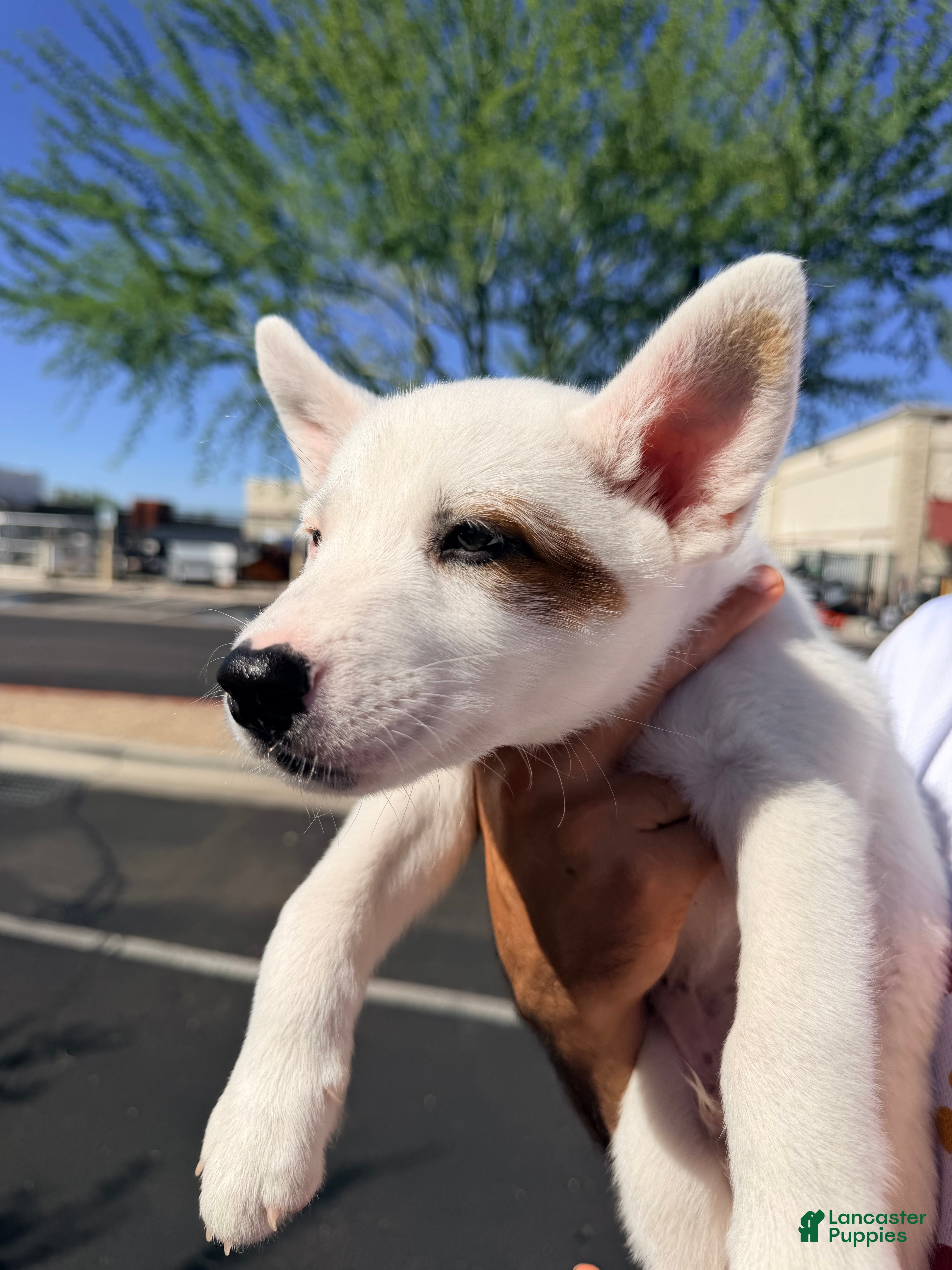 Australian Cattle Dog dogs for sale: Australian Cattle Dog 2 - Ad 39