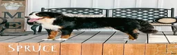 Bernedoodle dogs for sale: Peter - Ad 3