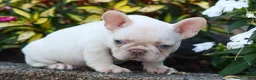 French Bulldog dogs for sale: Ronnie🐾 - Ad 14