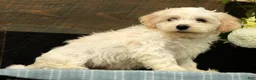 Havanese dogs for sale: Gabby - Ad 5