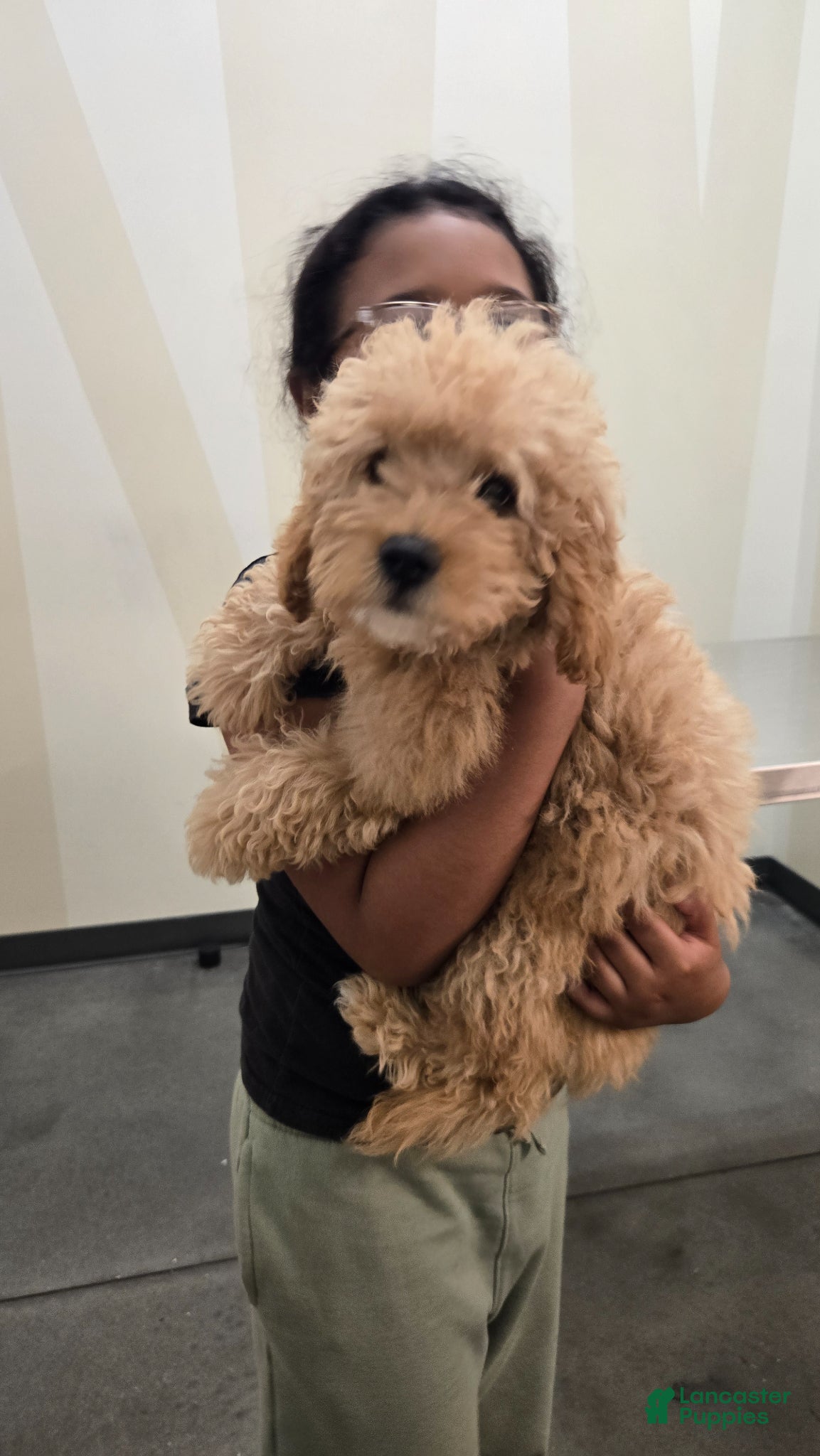 Mini Goldendoodle dogs Mini Goldendoodle Puppy 1 - Ad 6