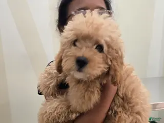 Mini Goldendoodle dogs Mini Goldendoodle Puppy 1 - Ad 10